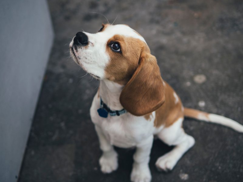 beagle puppy