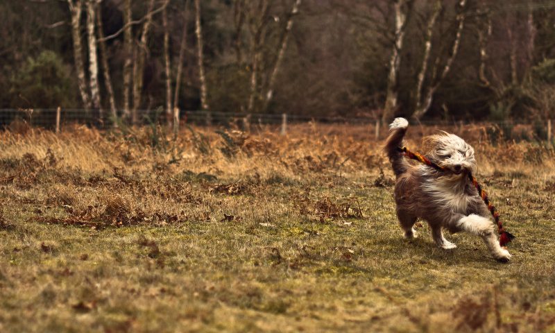 bearded collie