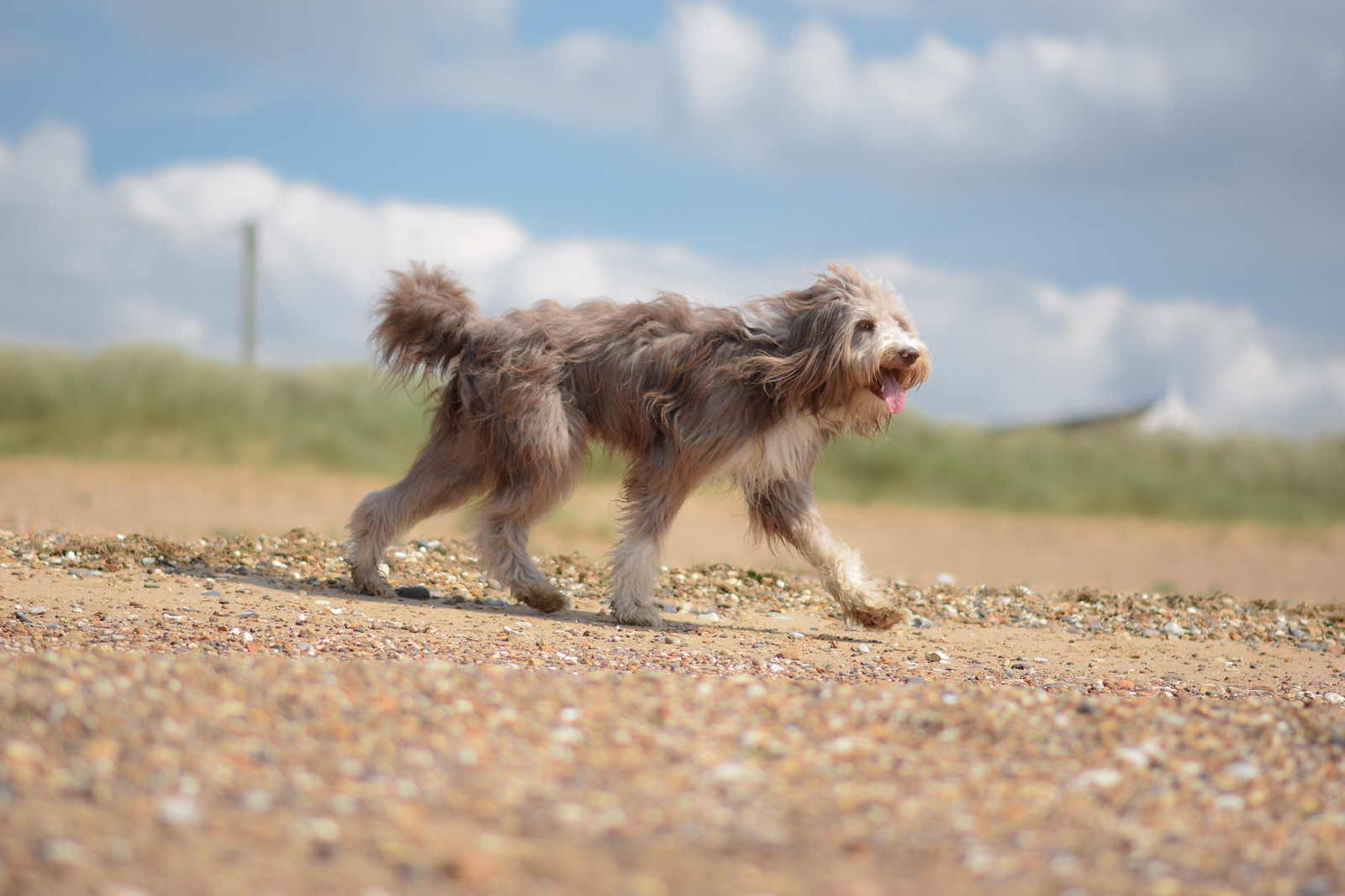 bearded collie hondenras