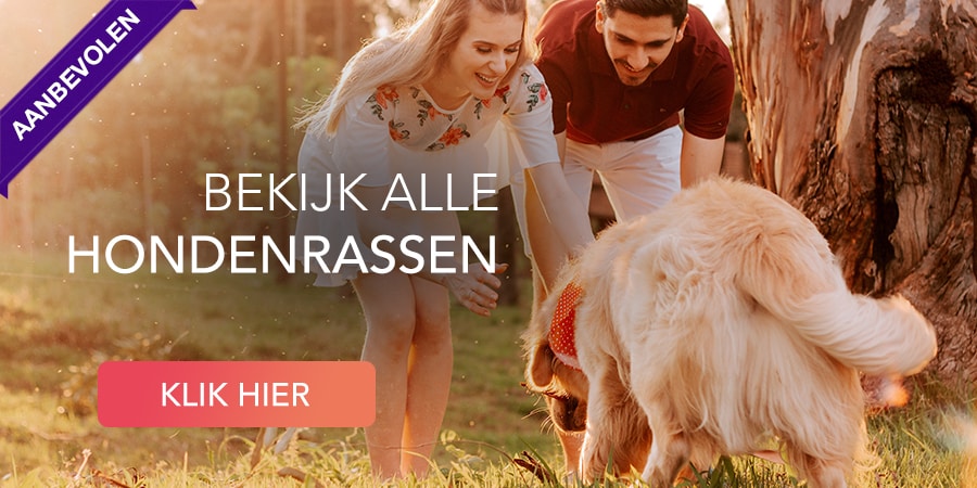 bekijk hondenrassen