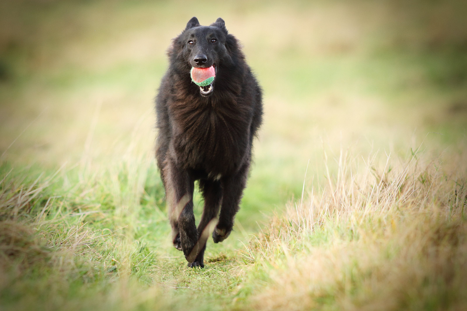 belgische Groenendaeler hondenras