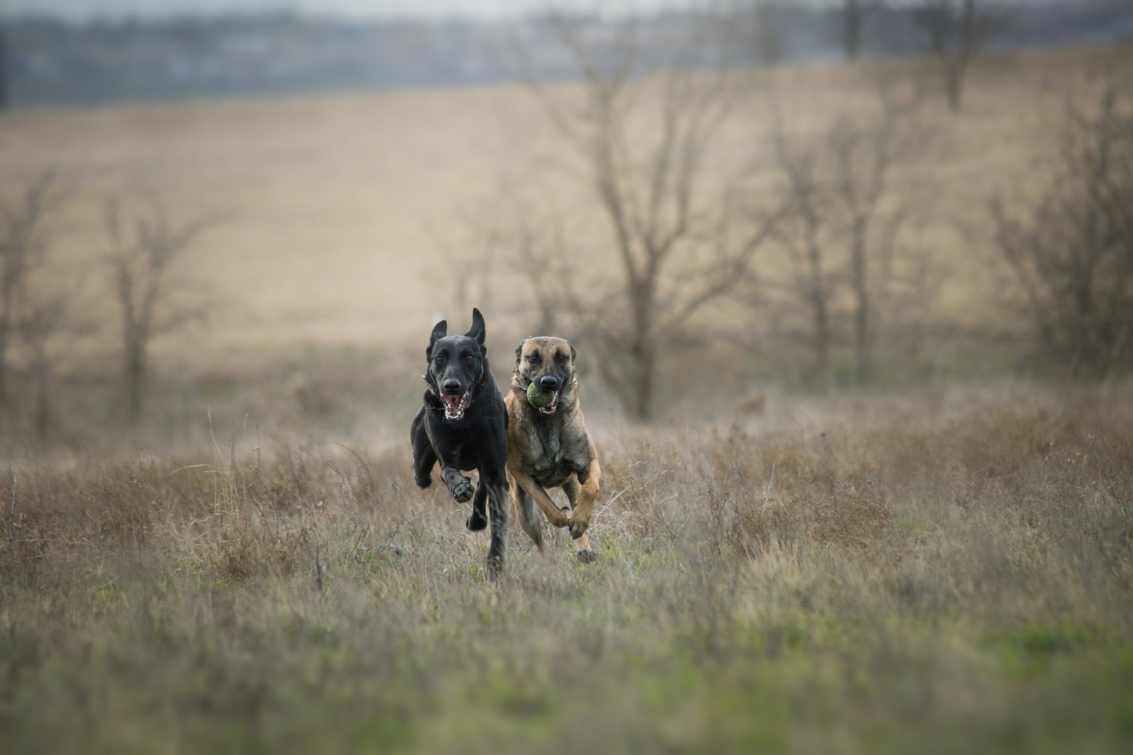 belgische herdershond