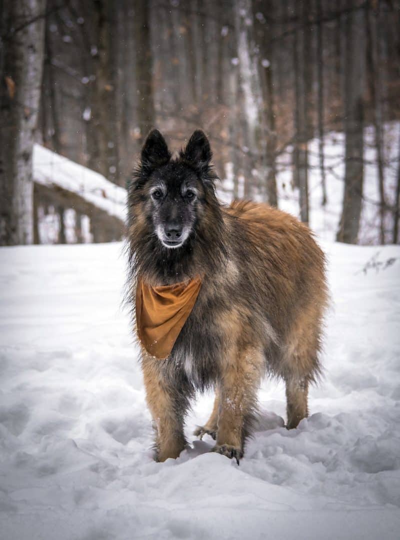 belgische tevuren