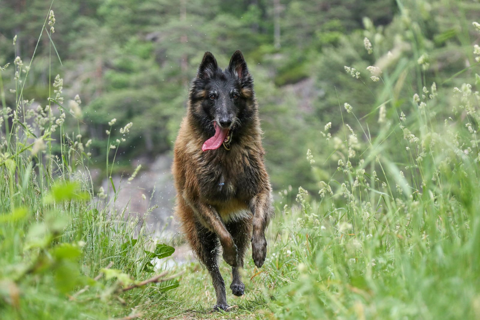 belgische tevuren hondenras