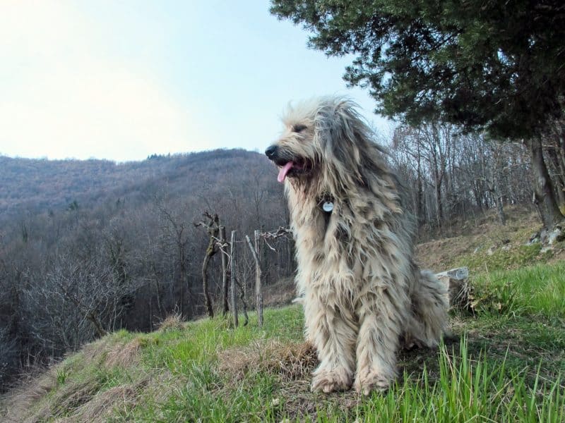 bergamasco