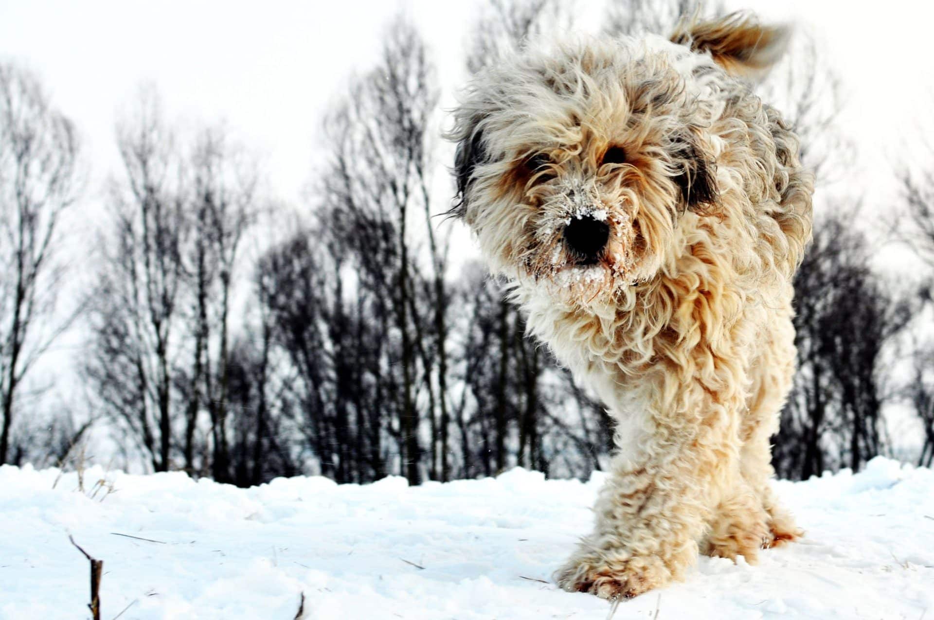 bergamasco hondenras