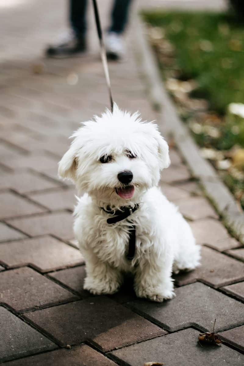 bichon frise