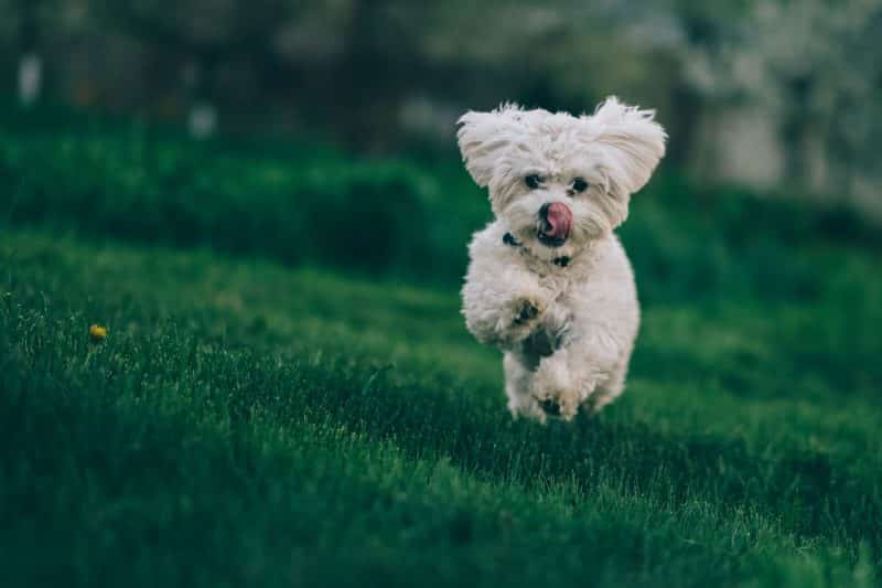 bichon frise hondenras