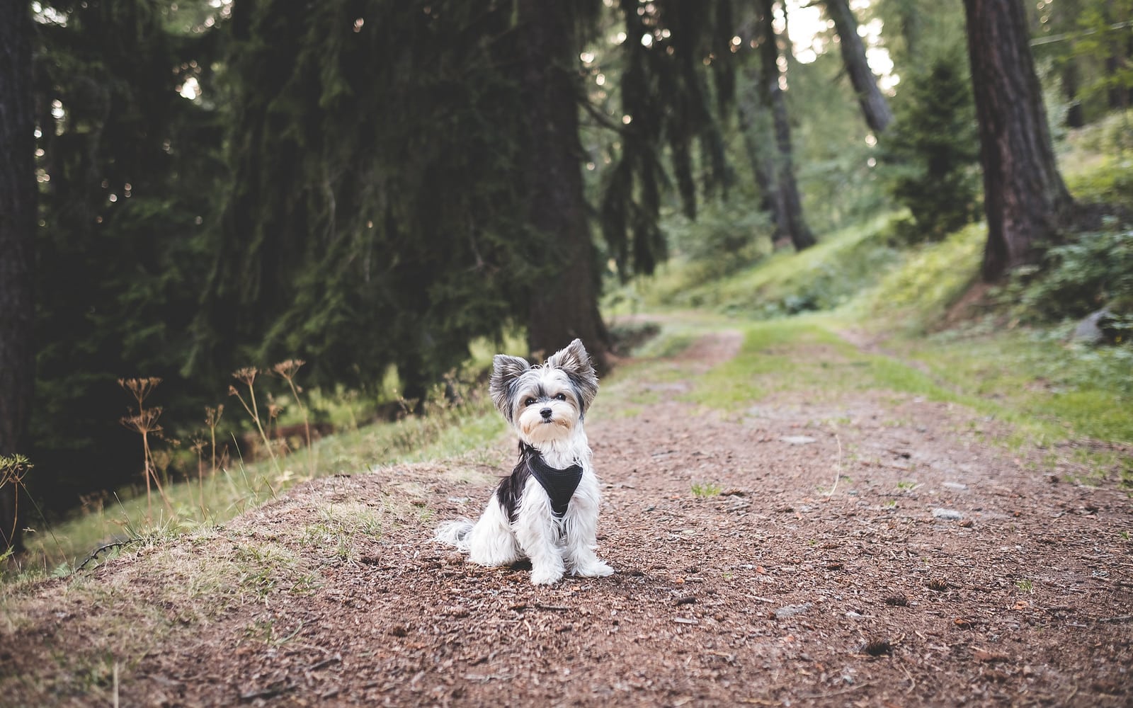 biewer yorkshire hondenras