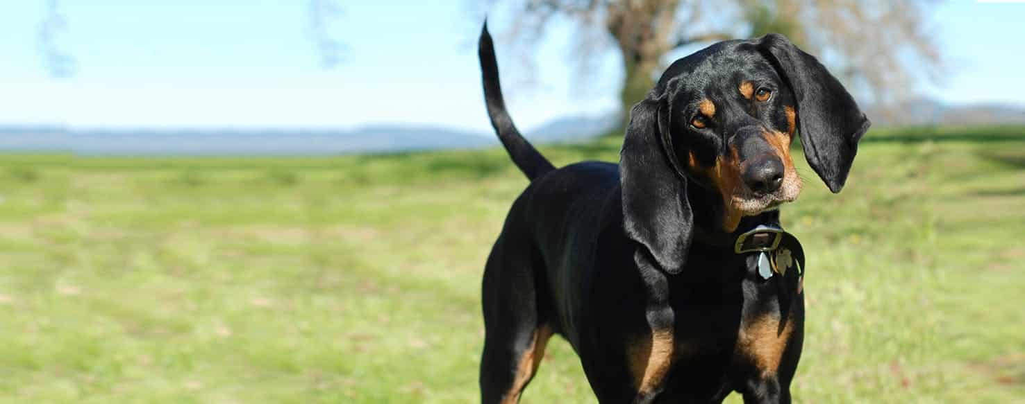 Black en Tan Coonhound hondenras