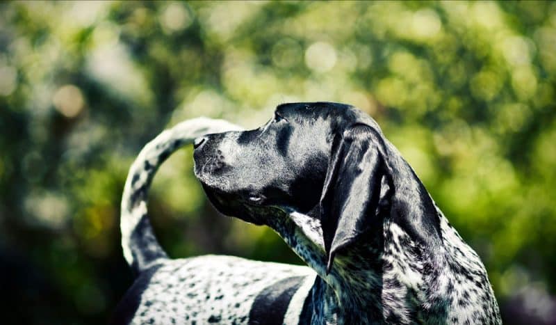 bluetick coonhound