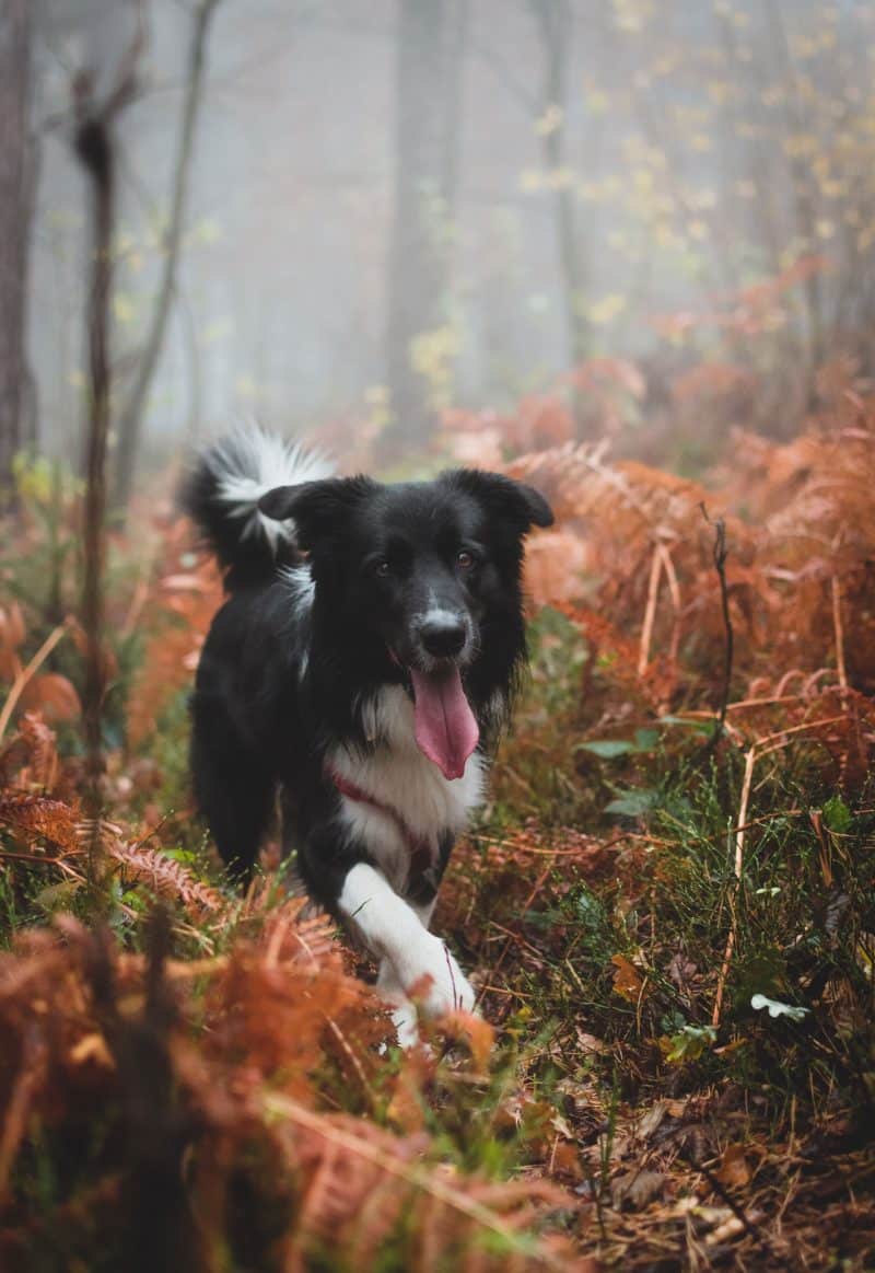 border collie