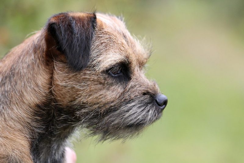 border terrier