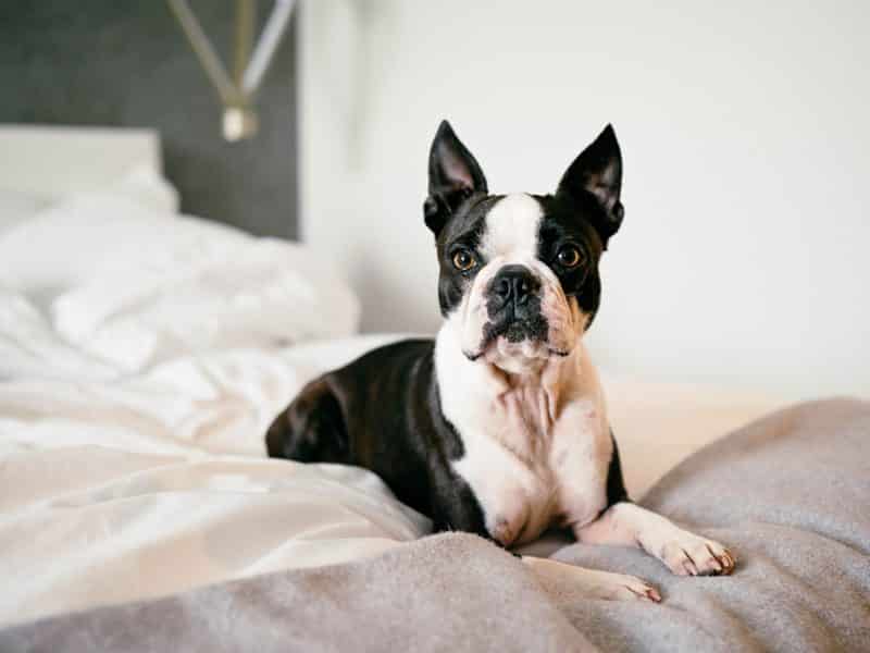 boston terrier