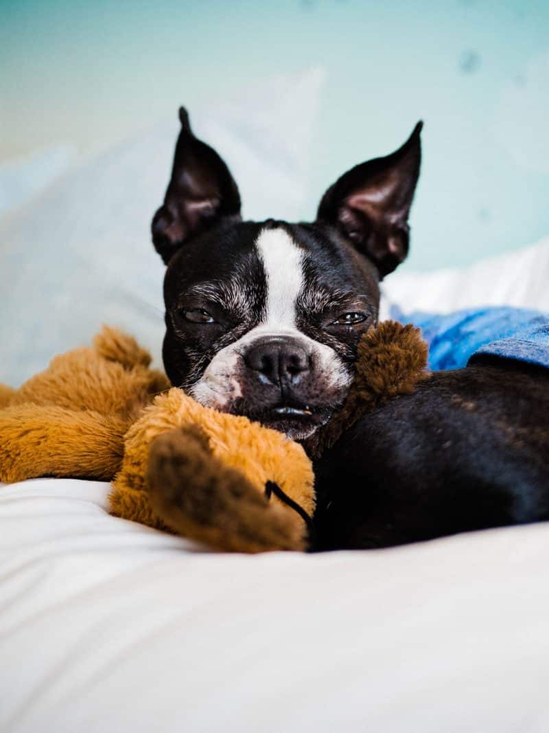 boston terrier hond