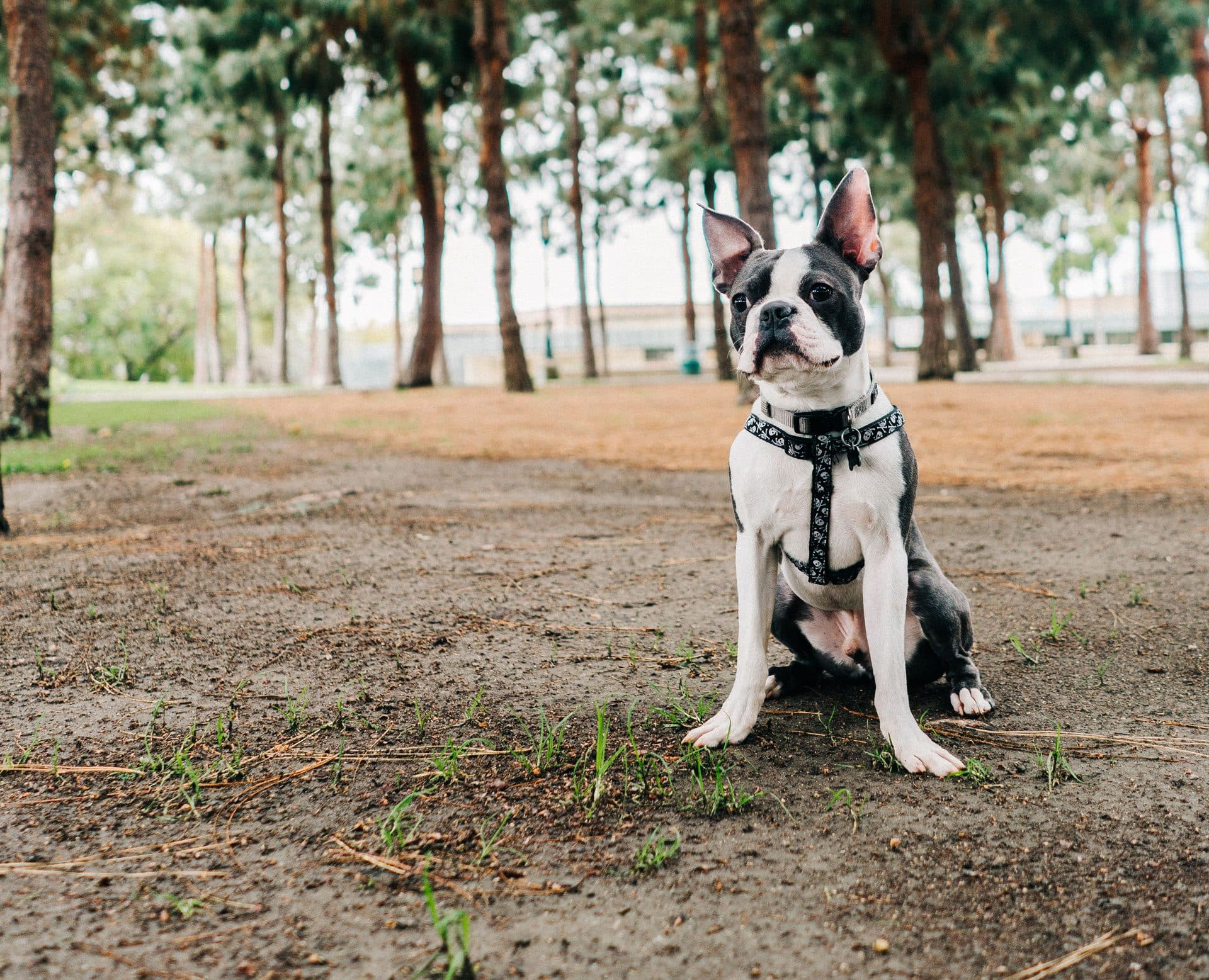 boston terrier hondenras