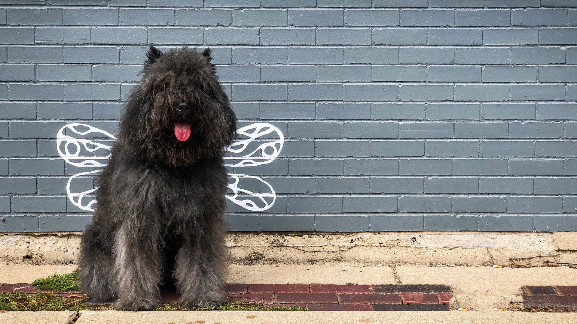 bouvier des flandres