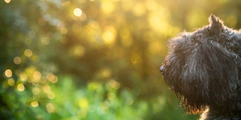 bouvier des flandres hondenras