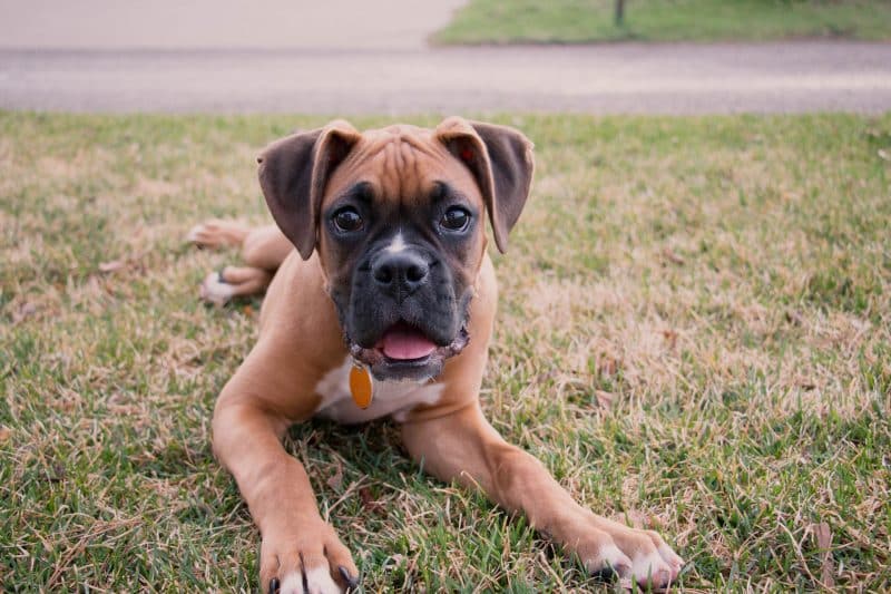 boxer hond