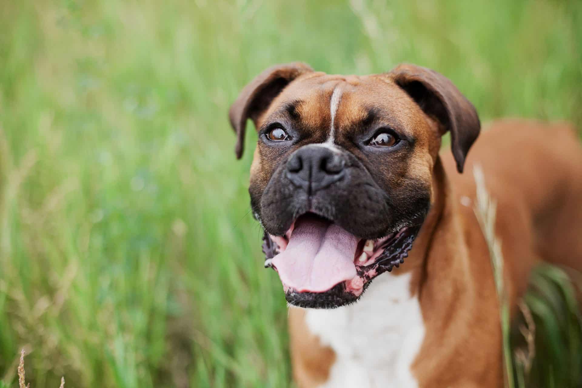 boxer hondenras
