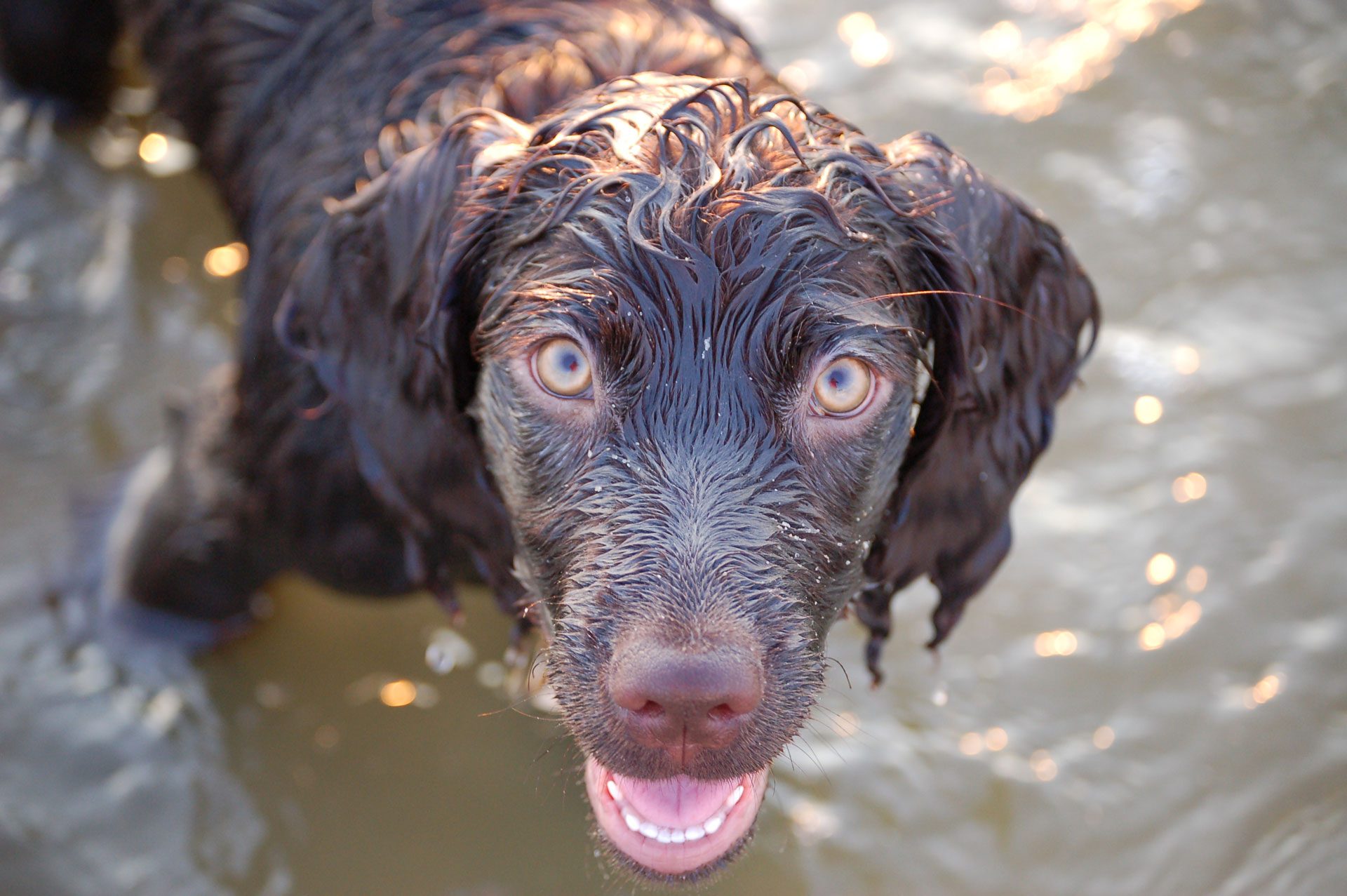 boykin spaniel hondenras