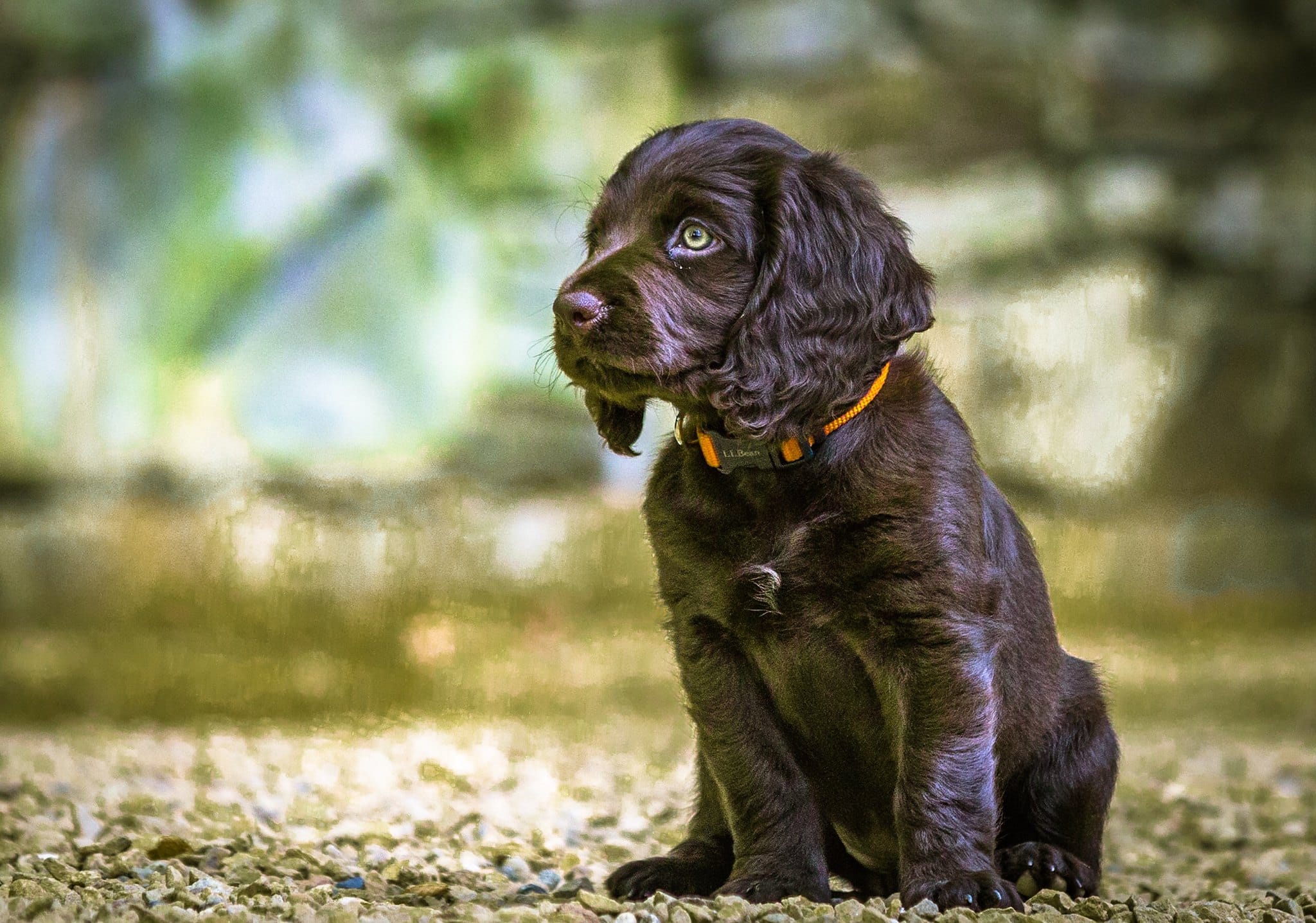 boykin spaniel