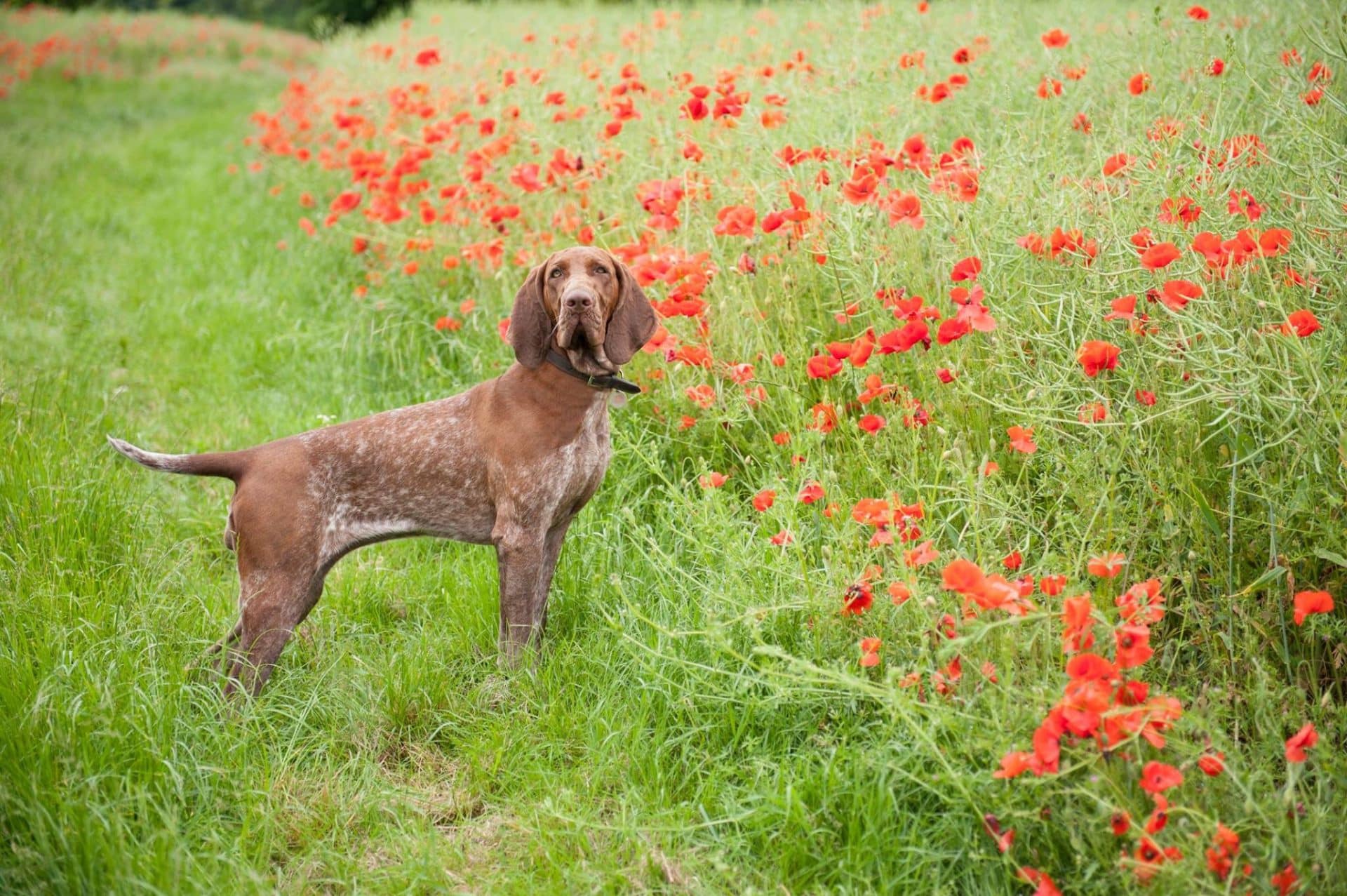 bracco italiano hondenras