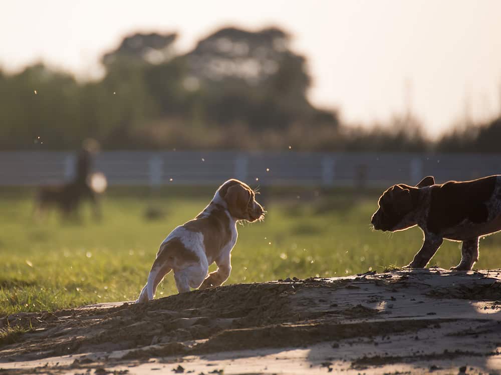 bracco italiano pups