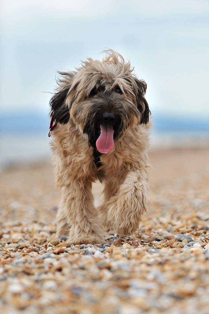 briard