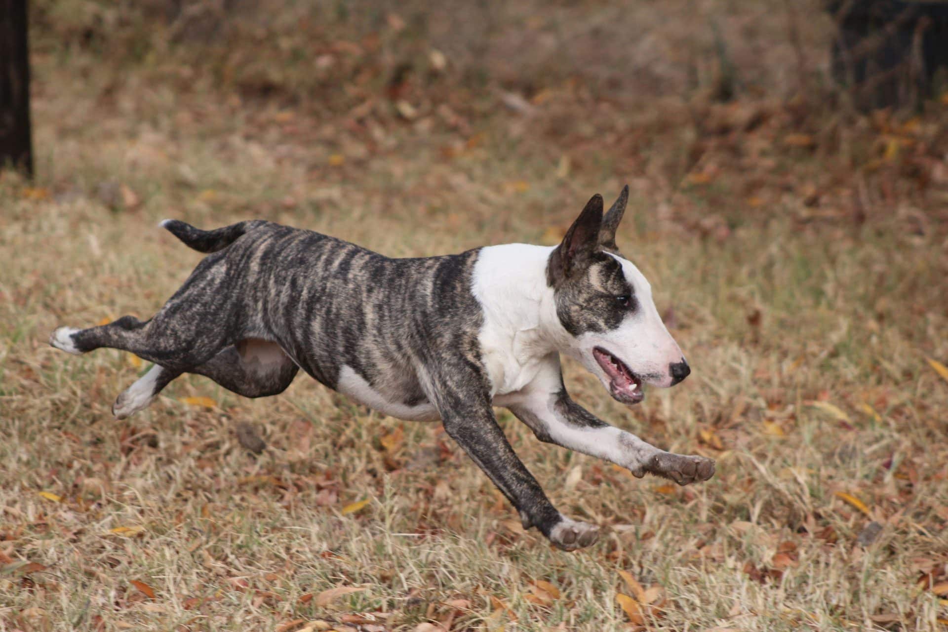 bull terrier hondenras