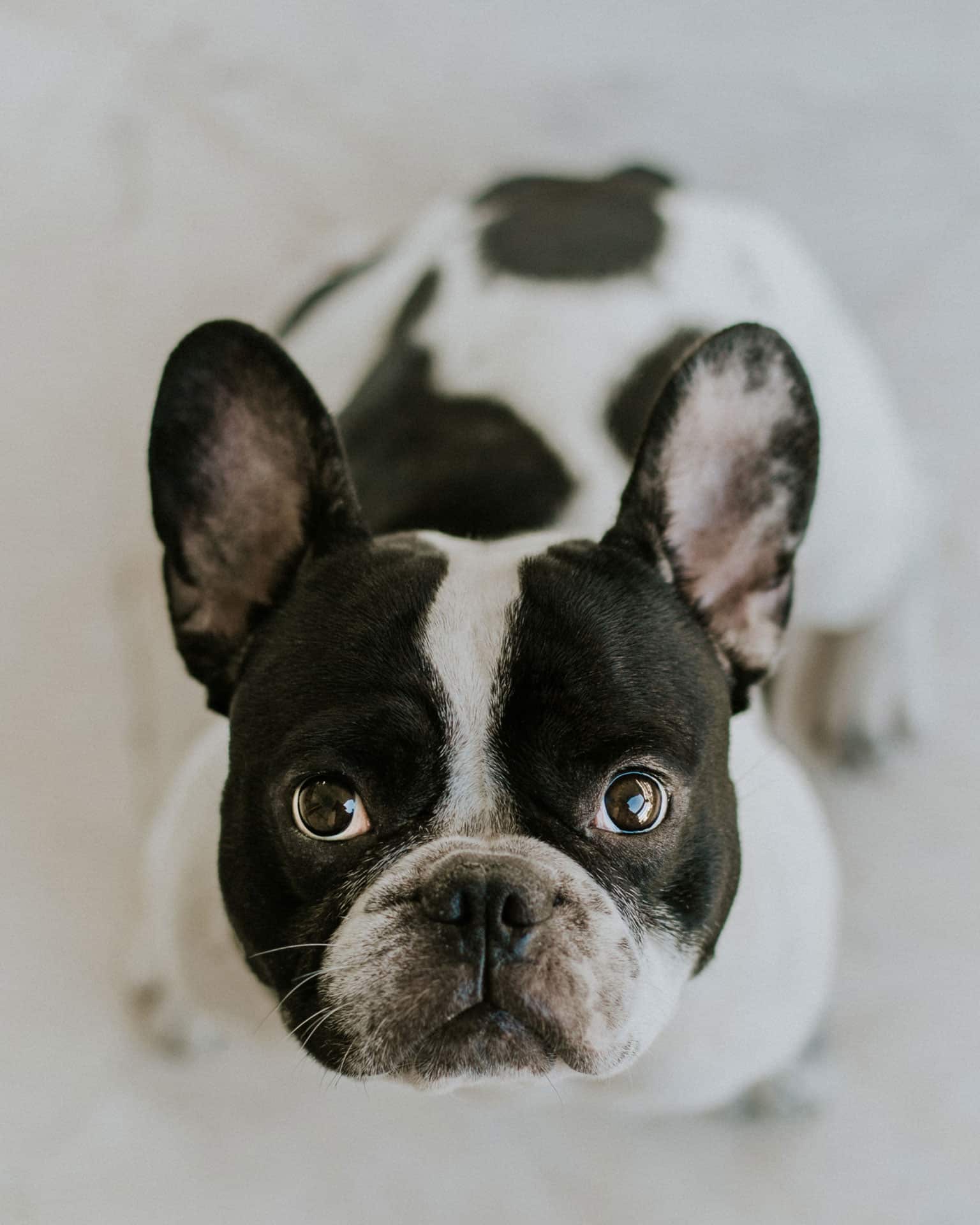 bulldog
