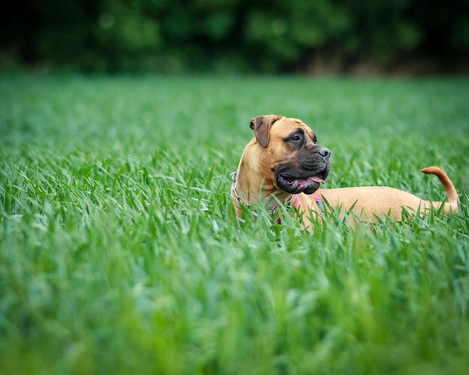 bullmastiff hondenras