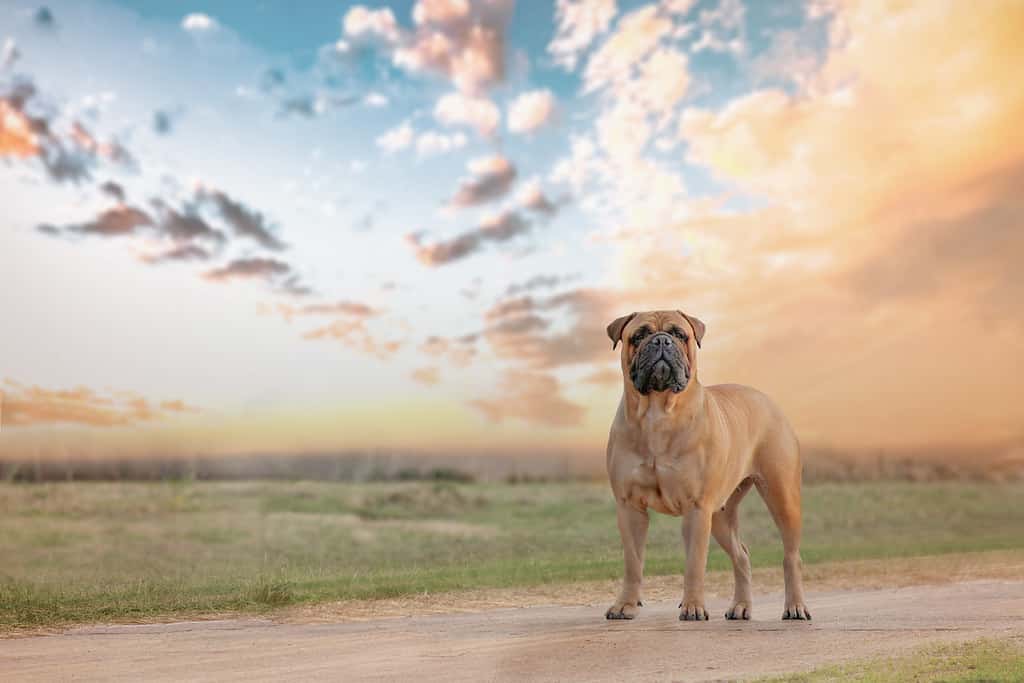 bullmastiff