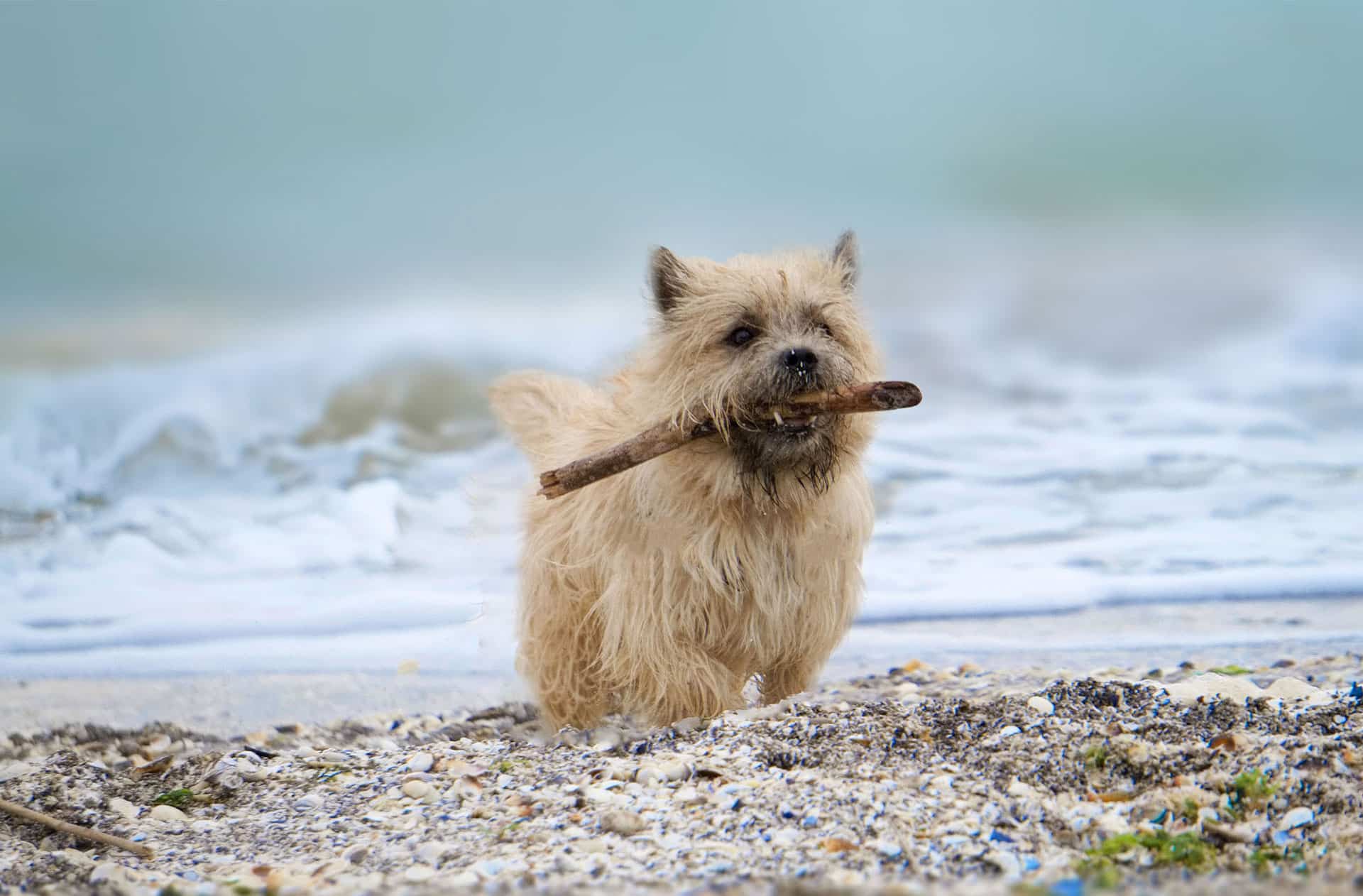 cairn terrier