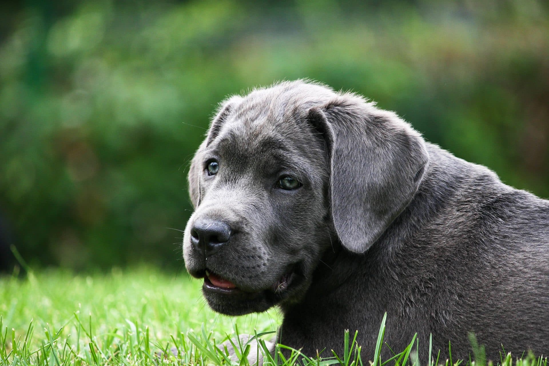 cane corso hondenras