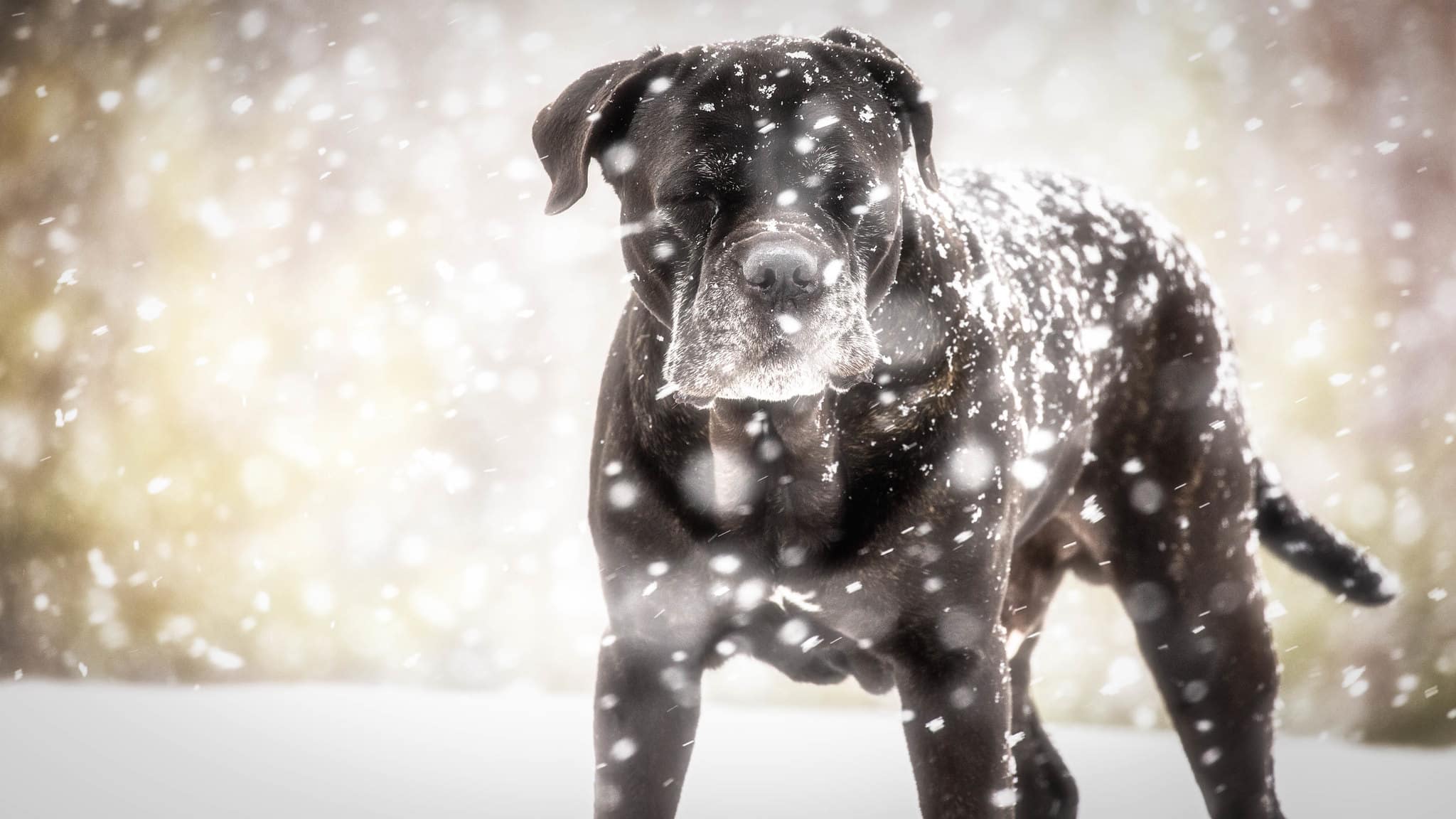 cane corso