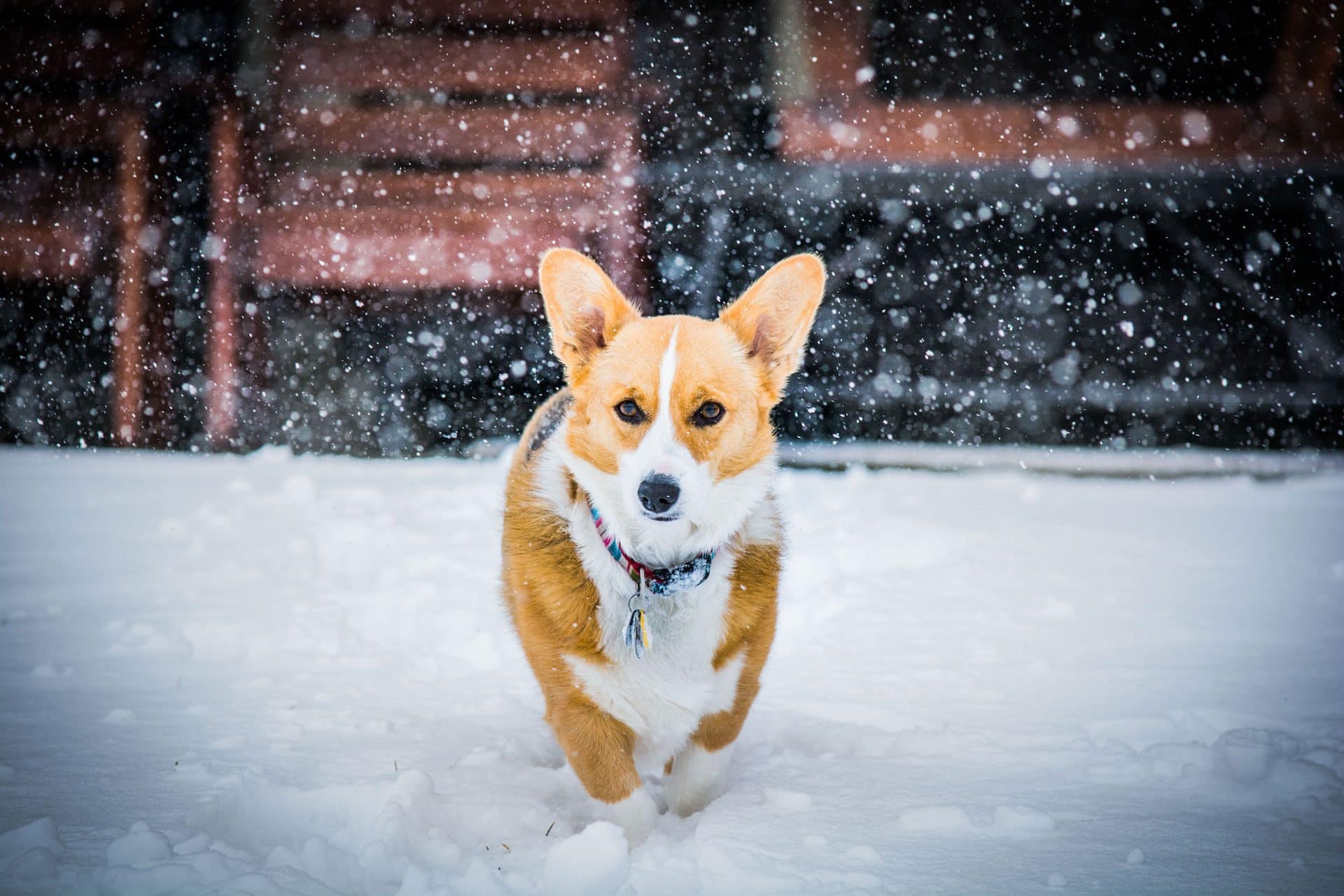 Cardigan Welsh Corgi hondenras