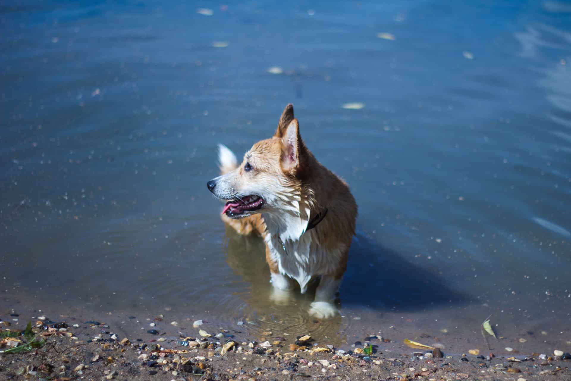 Cardigan Welsh Corgi