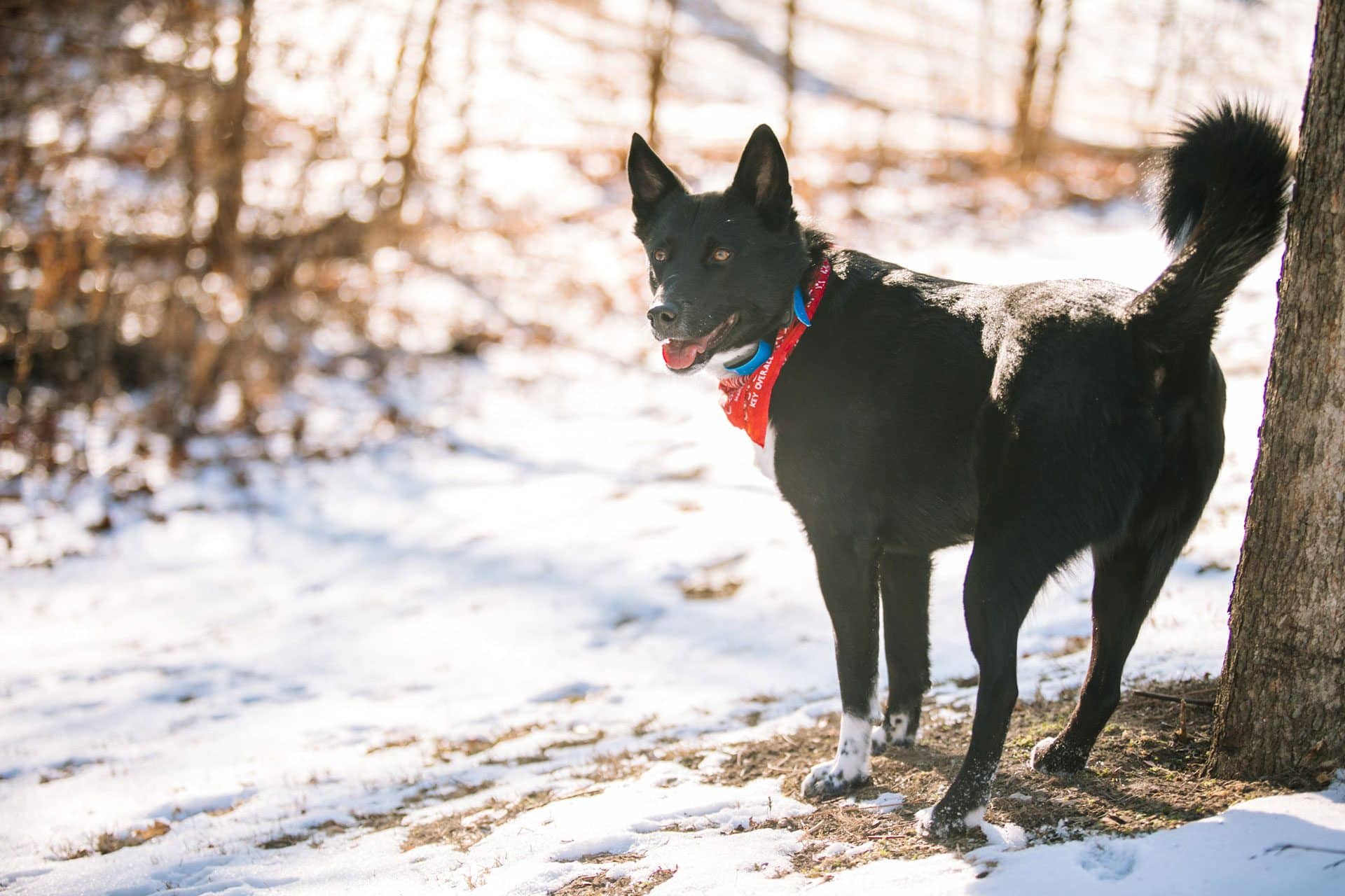 carolina dog hondenras