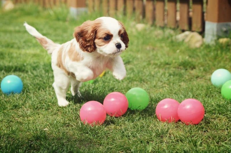 Cavalier King Charles Spaniel