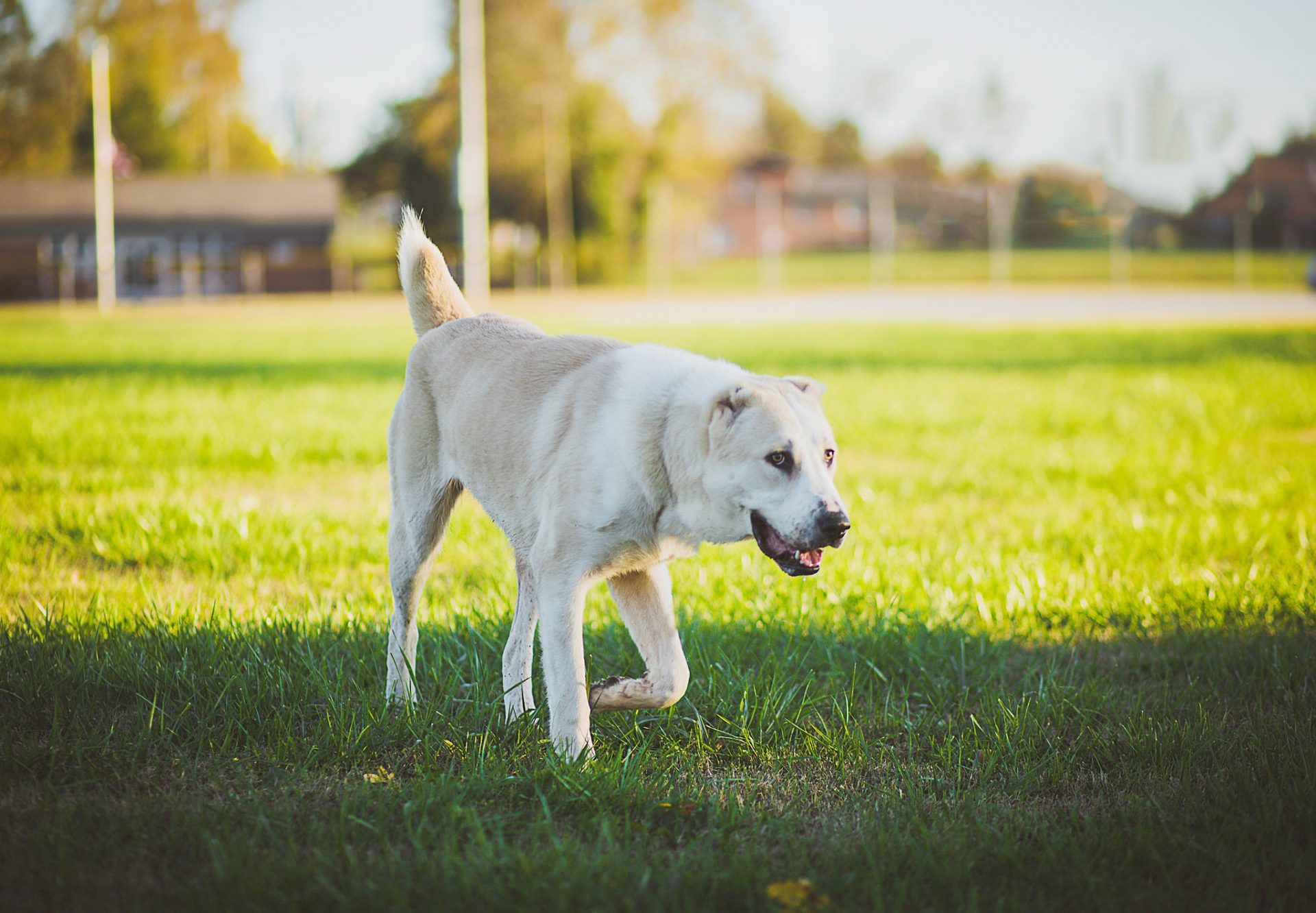 Centraal-Aziatische Ovcharka