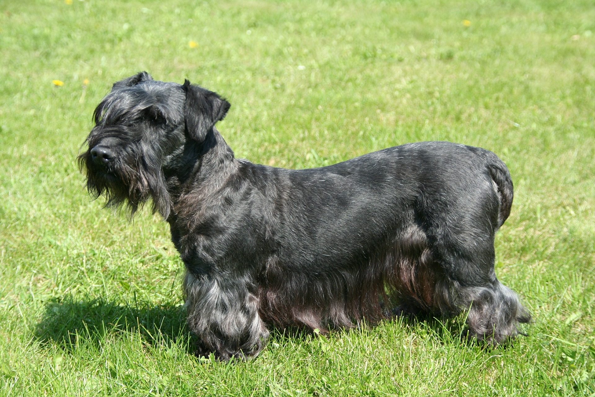 Cesky Terrier hondenras