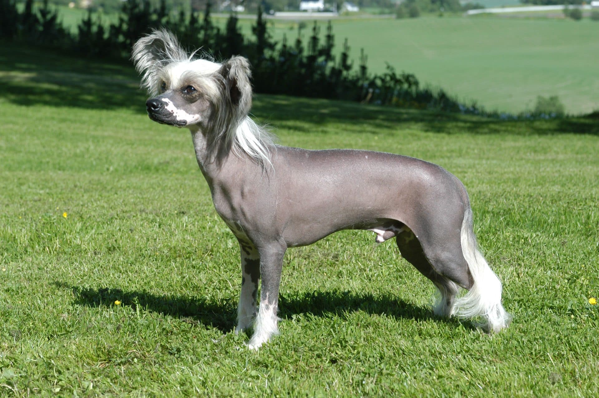 chinese naakthond hondenras