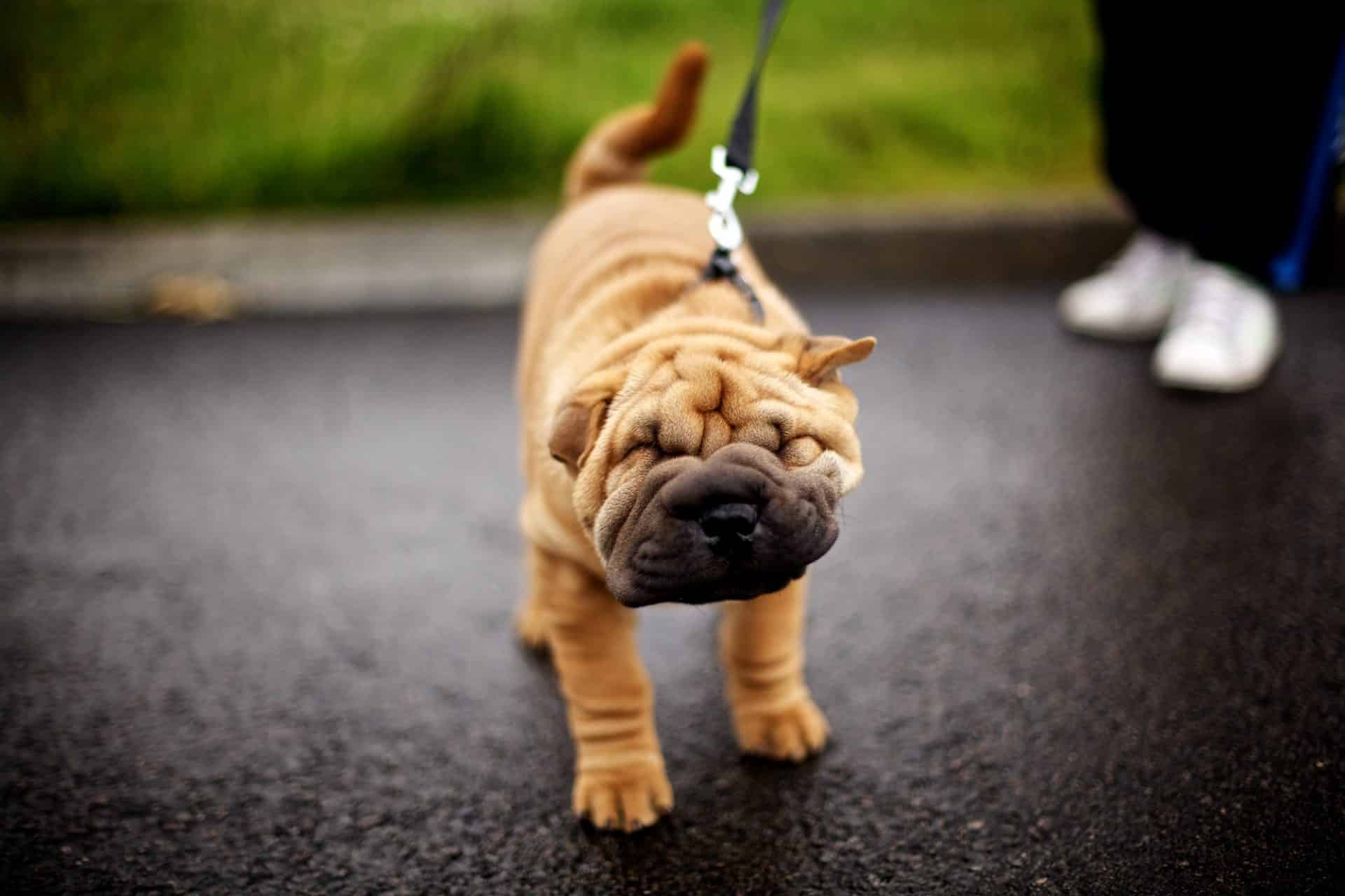 Chinese Shar-Pei hond