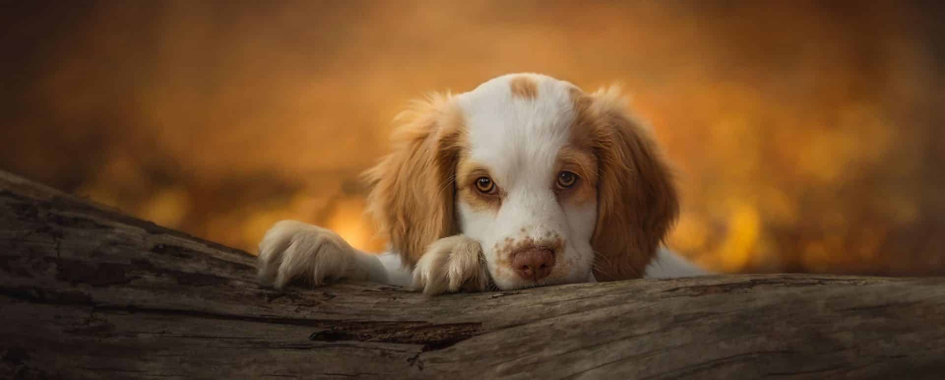 plumber spaniel hondenras