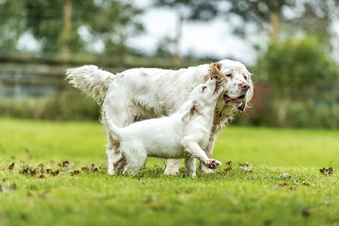 clumber spaniel