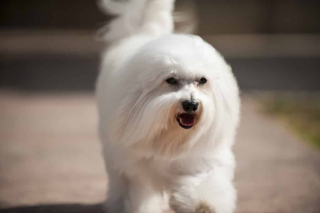 Coton de Tulear