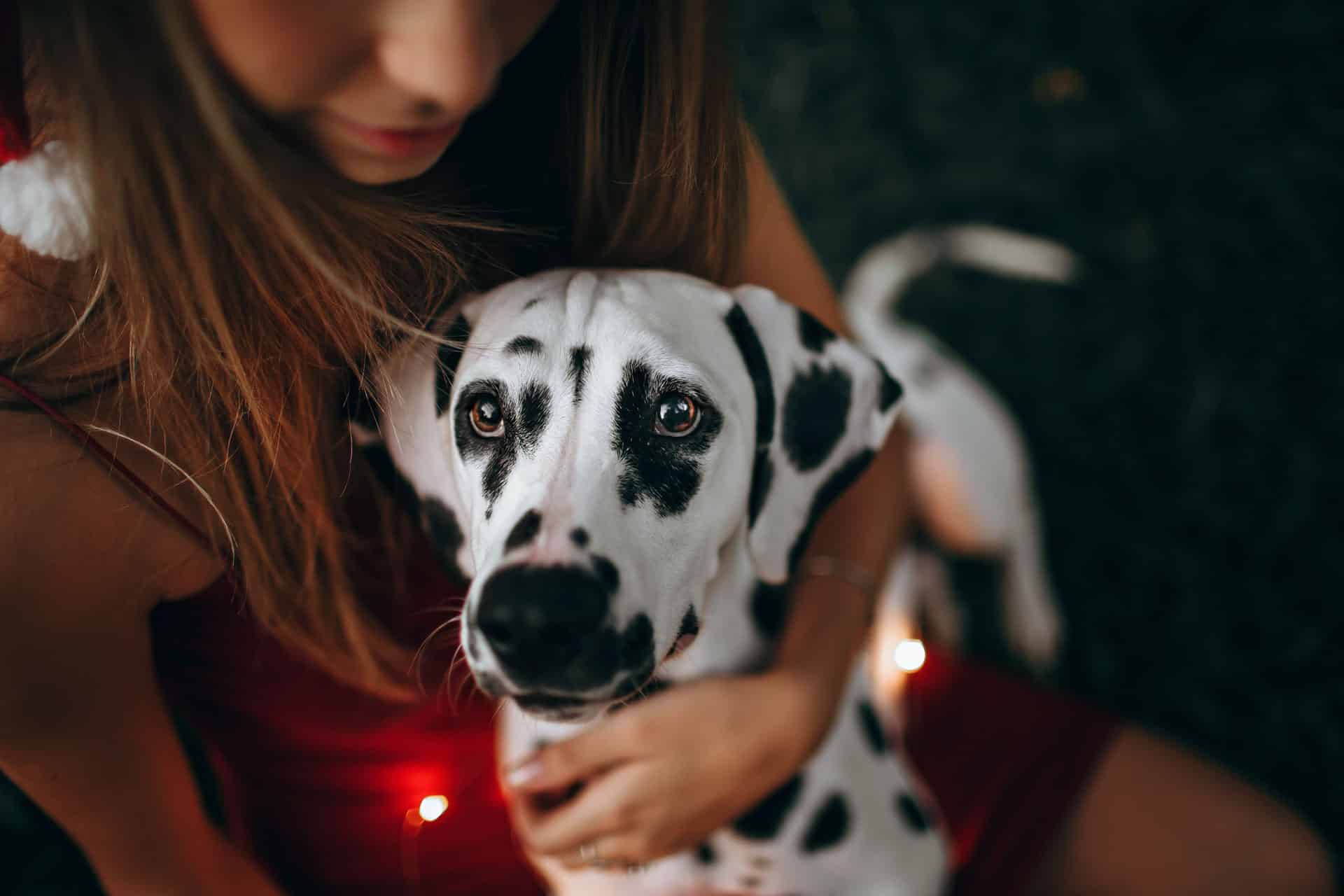 dalmatier