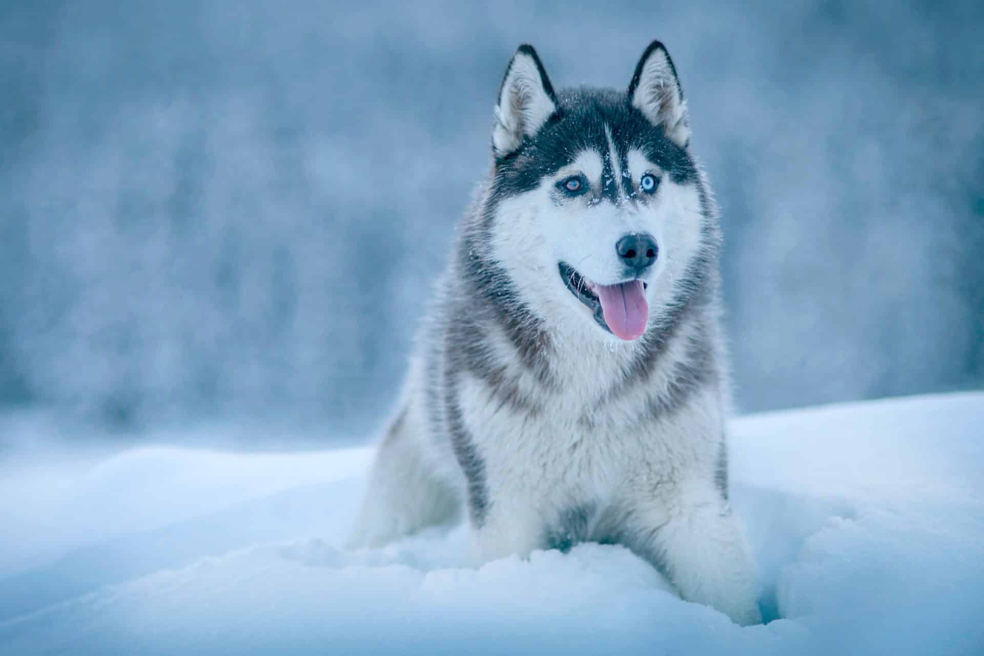 de alaskan malamute