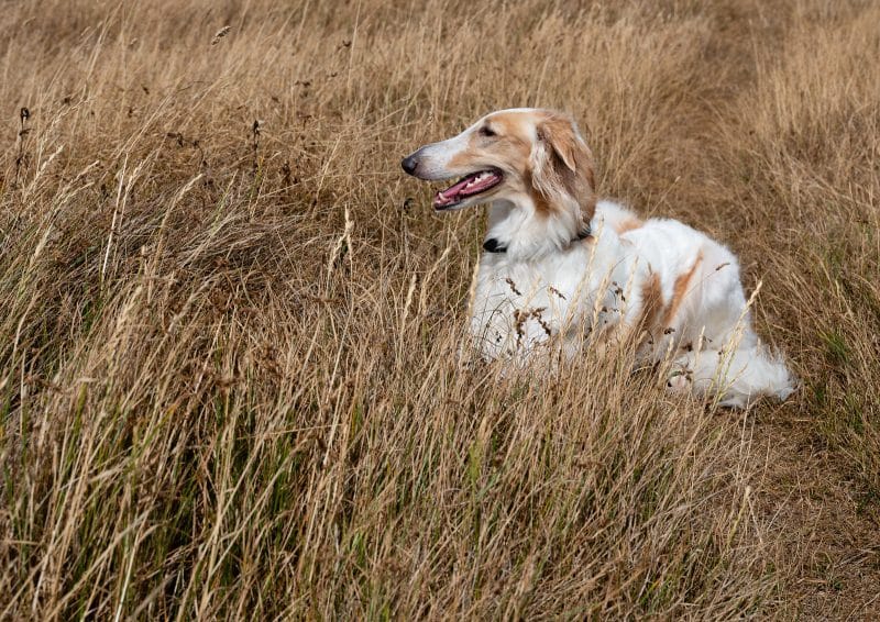 de borzoi